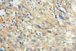 CaMKII beta Antibody in Immunohistochemistry (Paraffin) (IHC (P))