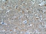 MAGED1 Antibody in Immunohistochemistry (Paraffin) (IHC (P))