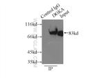 DGKA Antibody in Immunoprecipitation (IP)