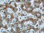 Antizyme inhibitor 1 Antibody in Immunohistochemistry (Paraffin) (IHC (P))