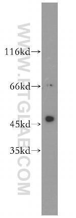 Antizyme inhibitor 1 Antibody in Western Blot (WB)