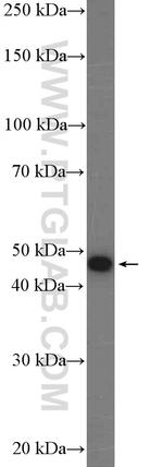 Cyclin E1 Antibody in Western Blot (WB)