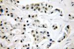 PYGO2 Antibody in Immunohistochemistry (Paraffin) (IHC (P))