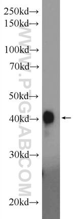 PYGO2 Antibody in Western Blot (WB)