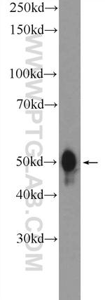 PYGO2 Antibody in Western Blot (WB)