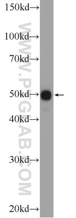 PYGO2 Antibody in Western Blot (WB)