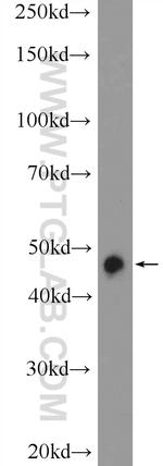 PYGO2 Antibody in Western Blot (WB)