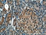 GTPBP2 Antibody in Immunohistochemistry (Paraffin) (IHC (P))