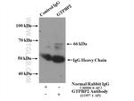 GTPBP2 Antibody in Immunoprecipitation (IP)