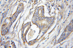 AGTRAP Antibody in Immunohistochemistry (Paraffin) (IHC (P))