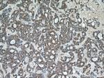 ING2 Antibody in Immunohistochemistry (Paraffin) (IHC (P))