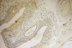 ING2 Antibody in Immunohistochemistry (Paraffin) (IHC (P))