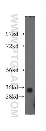 ING2 Antibody in Western Blot (WB)