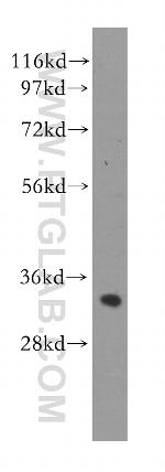 ING2 Antibody in Western Blot (WB)