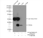 SIX2 Antibody in Immunoprecipitation (IP)