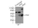 SIX2 Antibody in Immunoprecipitation (IP)