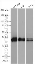 SIX2 Antibody in Western Blot (WB)