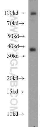 SIX2 Antibody in Western Blot (WB)