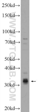 SIX2 Antibody in Western Blot (WB)