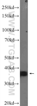 SIX2 Antibody in Western Blot (WB)