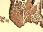 Sodium Iodine Symporter Antibody in Immunohistochemistry (PFA fixed) (IHC (PFA))