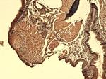 Sodium Iodine Symporter Antibody in Immunohistochemistry (PFA fixed) (IHC (PFA))