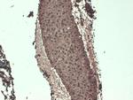 Sodium Iodine Symporter Antibody in Immunohistochemistry (PFA fixed) (IHC (PFA))