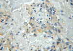 BMSC UbP Antibody in Immunohistochemistry (Paraffin) (IHC (P))