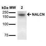 NALCN Antibody in Western Blot (WB)