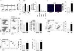 Ki-67 Antibody in Flow Cytometry (Flow)