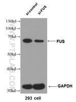 FUS/TLS Antibody in Western Blot (WB)