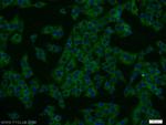 PSMA6 Antibody in Immunocytochemistry (ICC/IF)