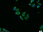 PSMA6 Antibody in Immunocytochemistry (ICC/IF)