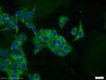PSMA6 Antibody in Immunocytochemistry (ICC/IF)