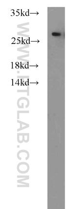 PSMA6 Antibody in Western Blot (WB)