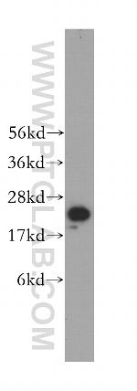 PSMA6 Antibody in Western Blot (WB)