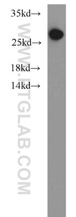 PSMA6 Antibody in Western Blot (WB)