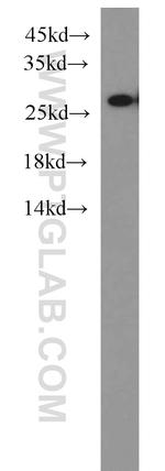 PSMA6 Antibody in Western Blot (WB)