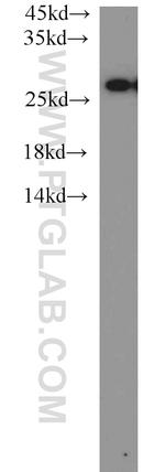 PSMA6 Antibody in Western Blot (WB)