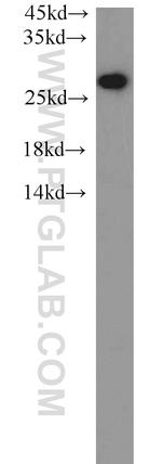 PSMA6 Antibody in Western Blot (WB)