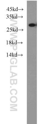 PSMA6 Antibody in Western Blot (WB)