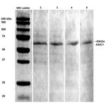 AISC1 Antibody in Western Blot (WB)