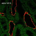 ENaC alpha Antibody in Immunohistochemistry (Paraffin) (IHC (P))