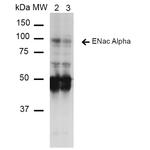 ENaC alpha Antibody in Western Blot (WB)