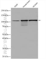 OGT Antibody in Western Blot (WB)