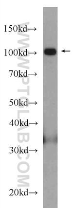 OGT Antibody in Western Blot (WB)