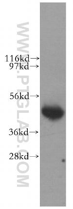 LIAS Antibody in Western Blot (WB)