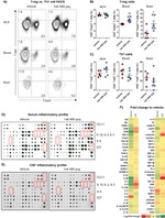 T-bet Antibody in Flow Cytometry (Flow)