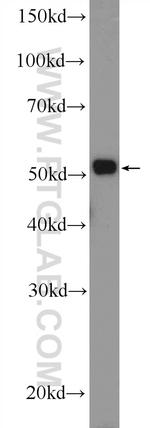 MTRF1 Antibody in Western Blot (WB)