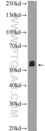 MTRF1 Antibody in Western Blot (WB)